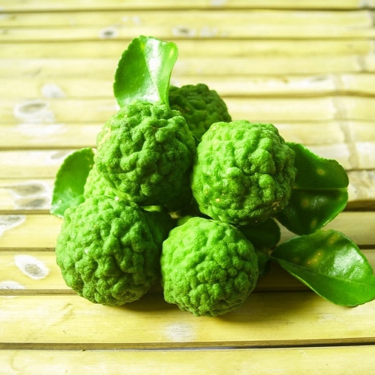 Graines et plants de Combava Citrus hystrix