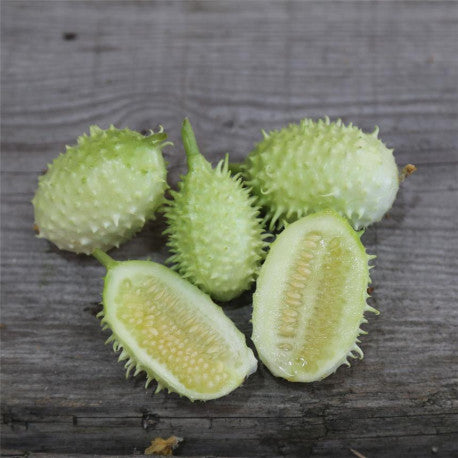 Graines de concombres des Antilles (15graines)