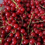 Groseille frais