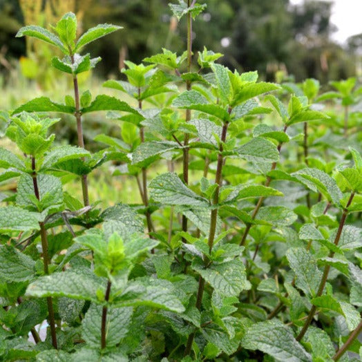 Infusion Bio Ethiquable Digestion Massif Central 30gr 20 sachets