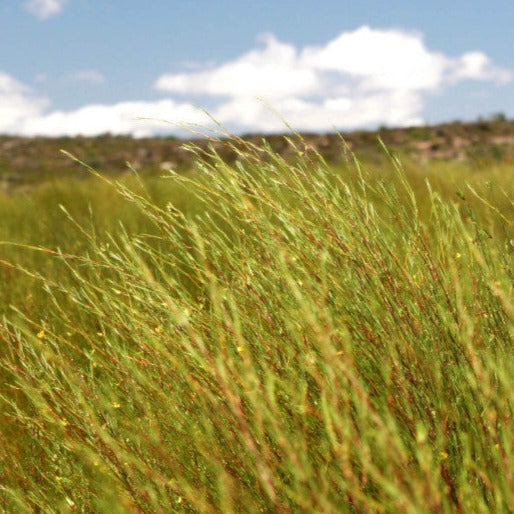 Thé Bio Ethiquable Afrique du sud - 36g