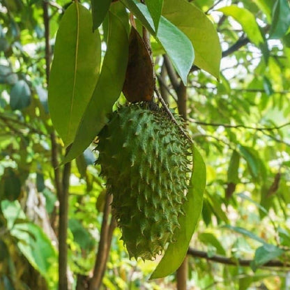 Graines de corossol Annona muricata