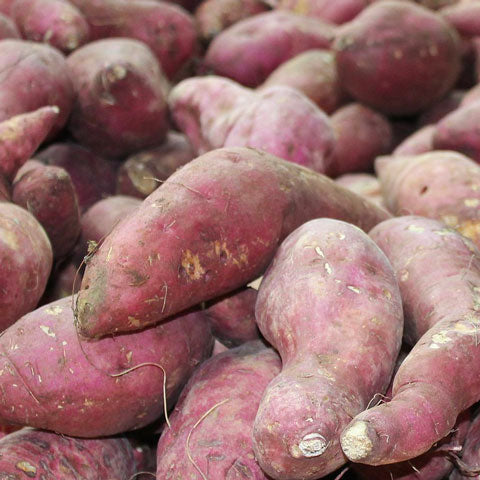 Patate douce péyi (Chair blanche) France