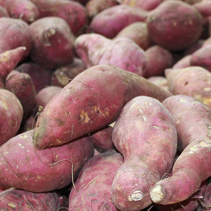 Patate douce péyi (Chair blanche) France