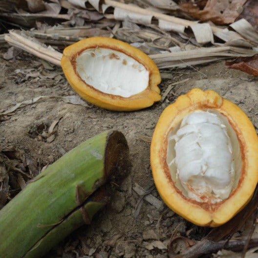 Chocolat Bio Ethiquable au lait Noix de coco Pérou