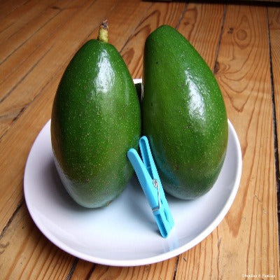 Avocat "péyi" Lot de 2