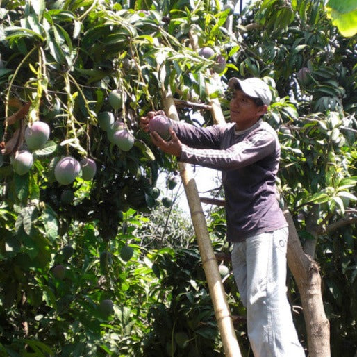 Purée de Mangue Goyave Pomme Bio Ethiquable 380g